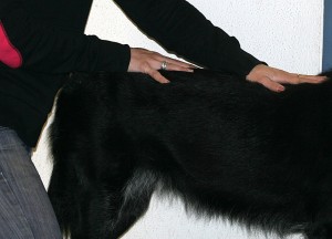 Breuss-Massage Hund Radagais 03